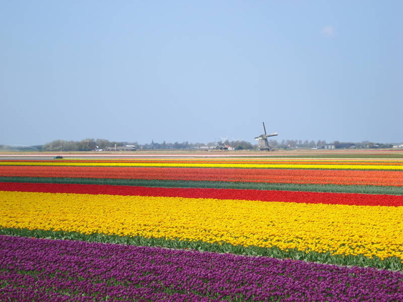 Tulpen